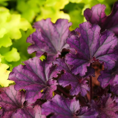 Heuchera Plum Pudding