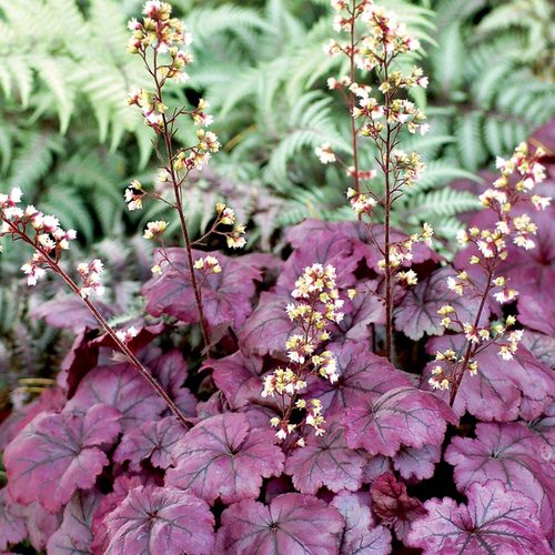 Heuchera 'Plum Royal'