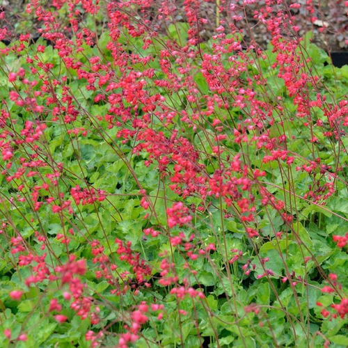 Heuchera sanguinea 'Leuchtkäfer' ('Firefly')