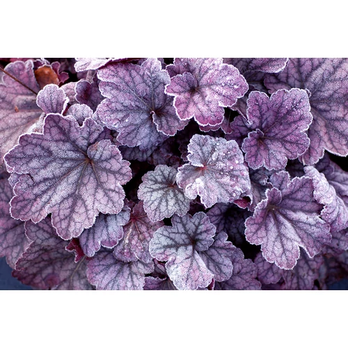 Heuchera 'Sugar Plum'