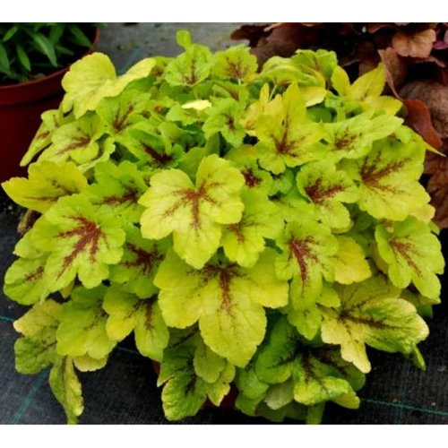 Heucherella 'Mojito'
