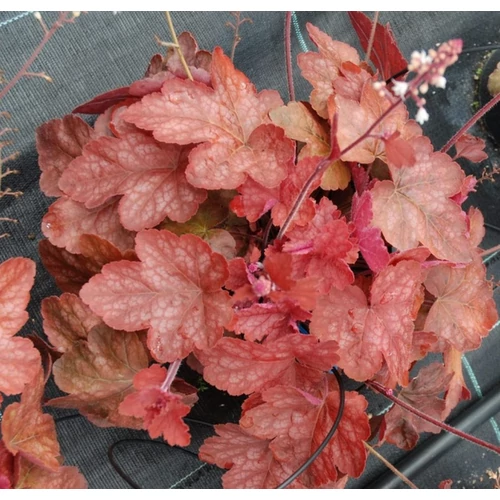Heucherella 'Redstone Falls'