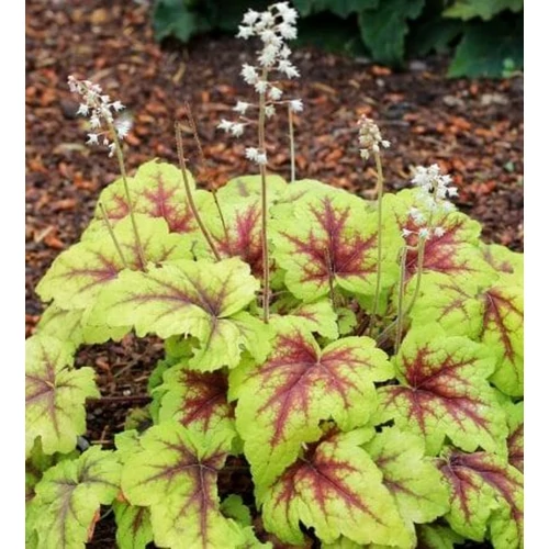 Heucherella 'Stoplight'