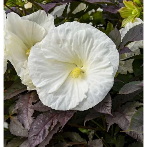 Hibiscus 'Cookies and Cream'