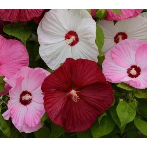 Hibiscus moscheutos