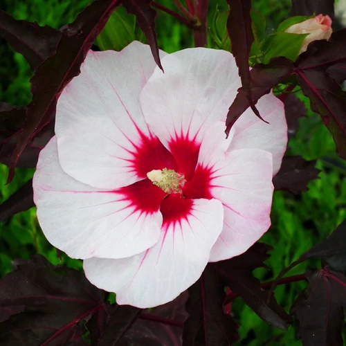 Hibiscus moscheutos 'Carousel Jolly Heart'