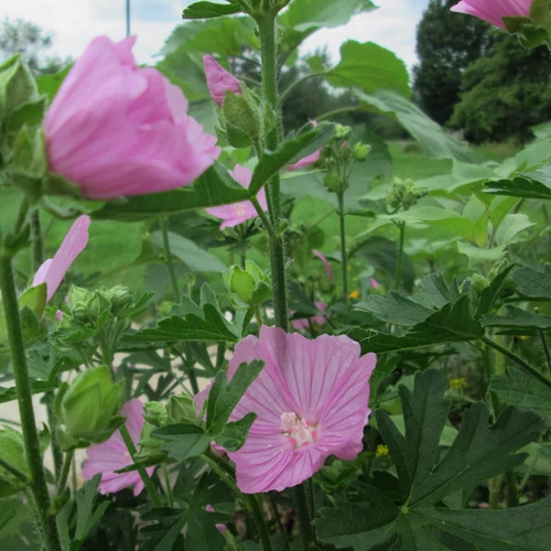 Hibiscus moscheutos