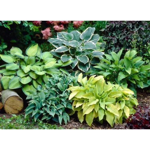 Hosta