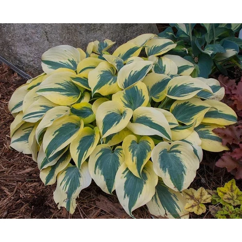 Árnyékliliom kékeszöld levelű krémsárga szegéllyel - Hosta 'Autumn Frost' 20/30cm K14cm