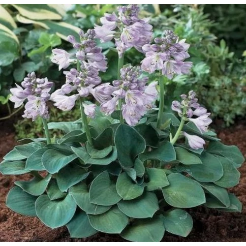 Hosta 'Blue Mouse Ears'