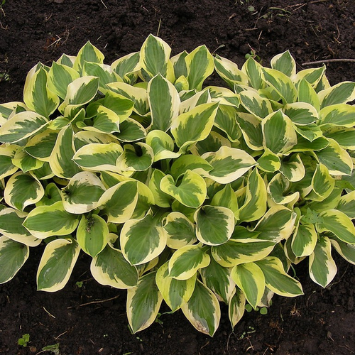 Hosta 'Brim Cup'
