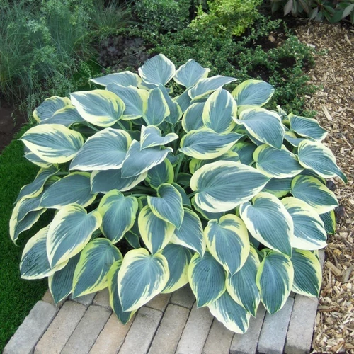 Hosta 'First Frost'