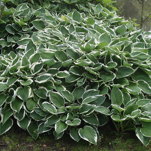 Hosta fortunei 'Francee'