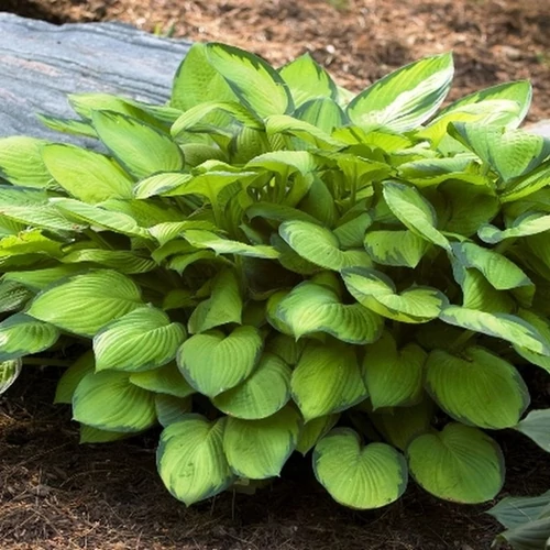 Hosta fortunei 'Gold Standard'