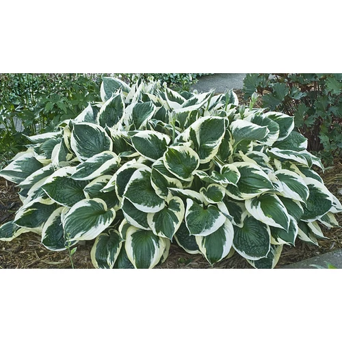 Hosta fortunei 'Patriot'