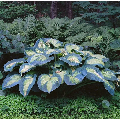 Hosta 'Great Expectation'