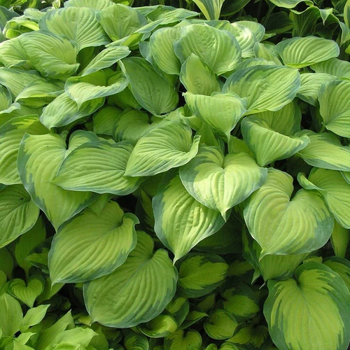 Hosta plantaginea 'Guacamole'