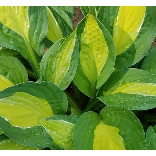 Árnyékliliom  sárga levélközepű fehér csíkokkal - Hosta sieboldiana 'Gipsy Rose' 20/40cm  K2l