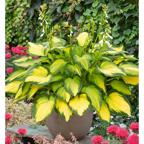 Hosta 'Orange Marmalade'