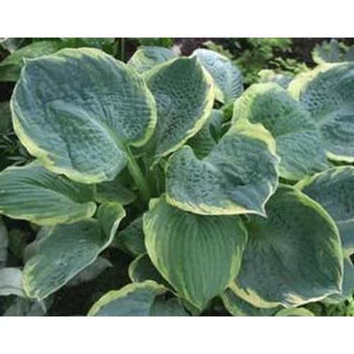 Árnyékliliom kékeszöld levél krémes szegéllyel - Hosta 'Pizzazz' 20/35cm K1,5l