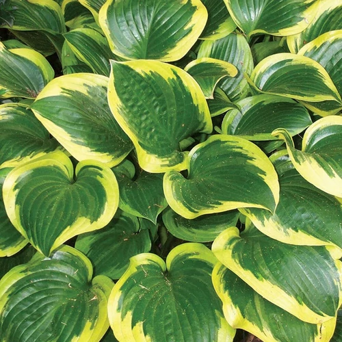Hosta 'Queen Josephine'