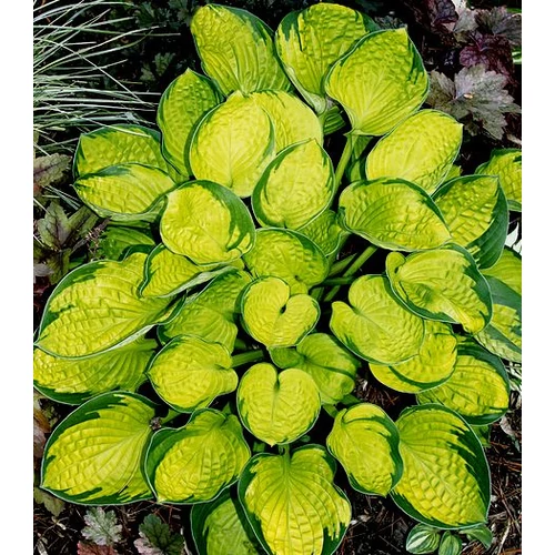 Árnyékliliom aranytarka lombú - Hosta 'Rainforest Sunrise' 20/35cm K1,5l