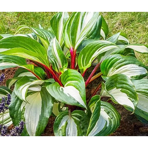 Árnyékliliom fehértarka levél bordó levélnyéllel - Hosta 'Raspberry Sundae' 20/40cm K1,5l