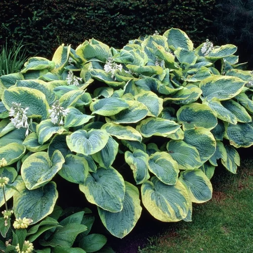 Hosta sieboldiana 'Frances Williams'