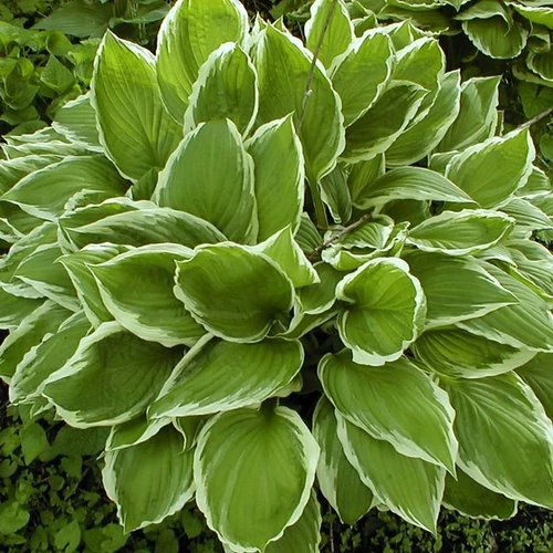 Hosta undulata 'Albomarginata'