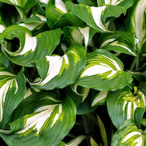 Hosta undulata 'Mediovariegata'