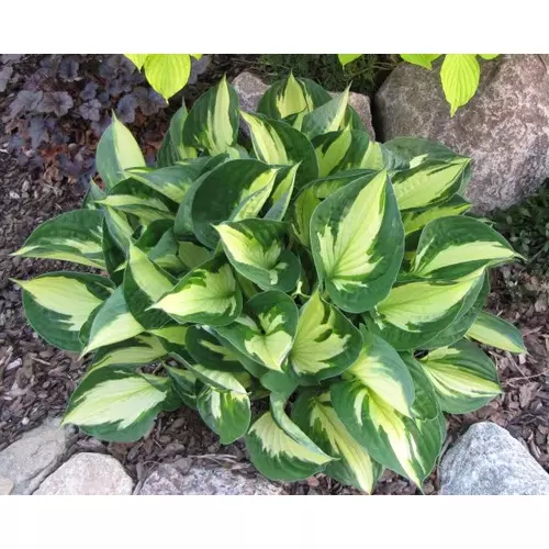 Árnyékliliom krémfehér levelű zöld szegéllyel - Hosta 'WhirlWind' 20/35cm K1,5l