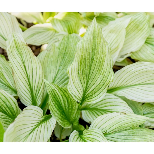Árnyékliliom zöldesfehér levél zöld erezettel - Hosta 'White Feather' 20/40cm K1,5l