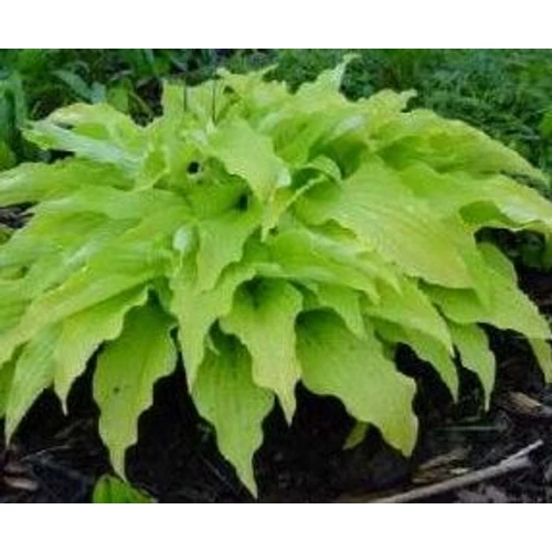 Árnyékliliom halványsárga levelű - Hosta 'Yellow Waves' 20/35cm K1,5l