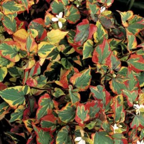 Houttuynia cordata 'Chameleon'