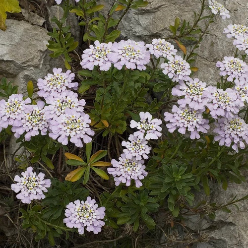 Iberis gibraltarica 'Rosea'