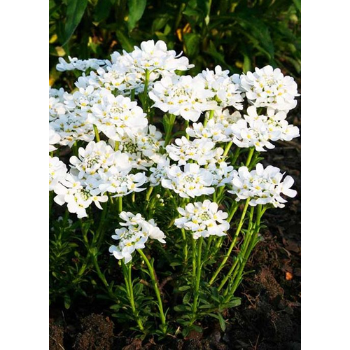 Iberis sempervirens 'Appen Etz'