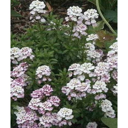 Iberis sempervirens 'Fischbeck'