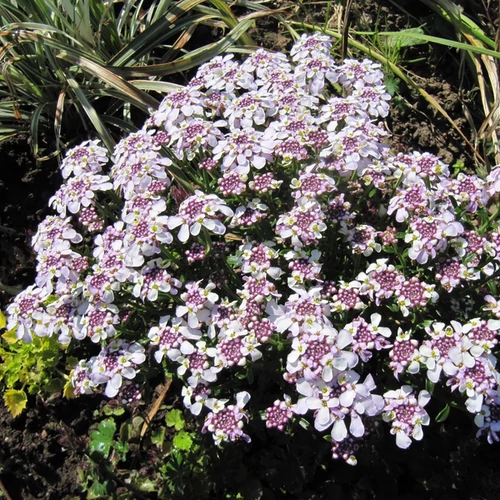 Iberis sempervirens 'Pink Ice'
