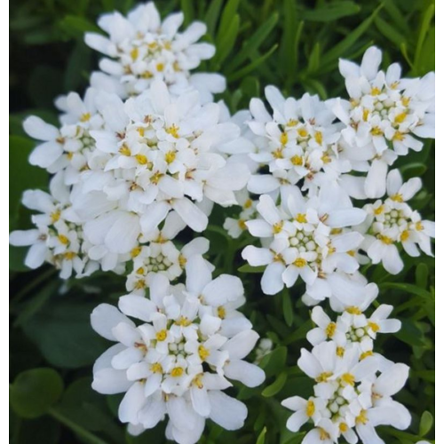 Iberis sempervirens 'White Out'
