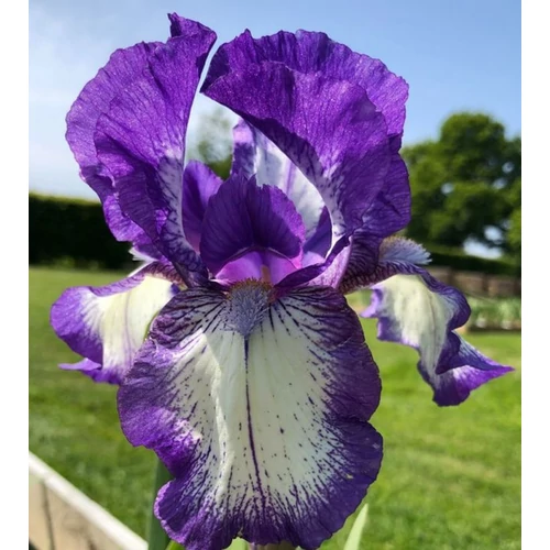 Iris 'Arctic Fancy'
