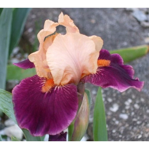 Iris 'Blast'