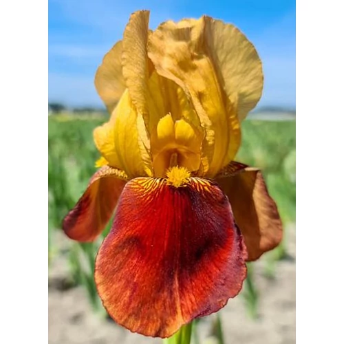 Iris germanica 'Caligula'