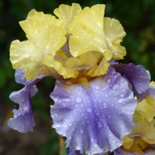 Nőszirom kerti lila-sárga - Iris germanica 'Edith Wolford' 20/30cm K14cm