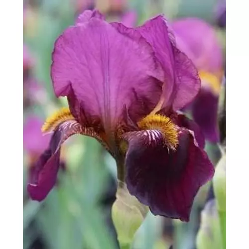 Nőszirom kerti lila - Iris germanica 'Senlac' 20/30cm K14cm