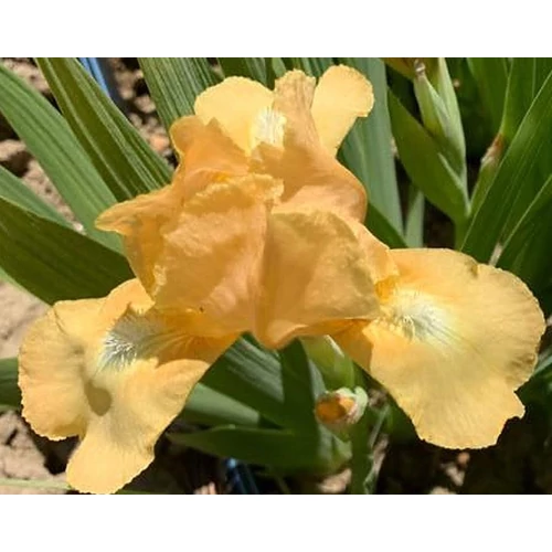 Iris 'Melon Honey'