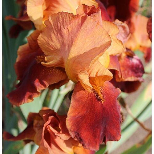 Nőszirom kerti bordó-narancs - Iris germanica 'Natchez Trace' 20/30cm K14cm
