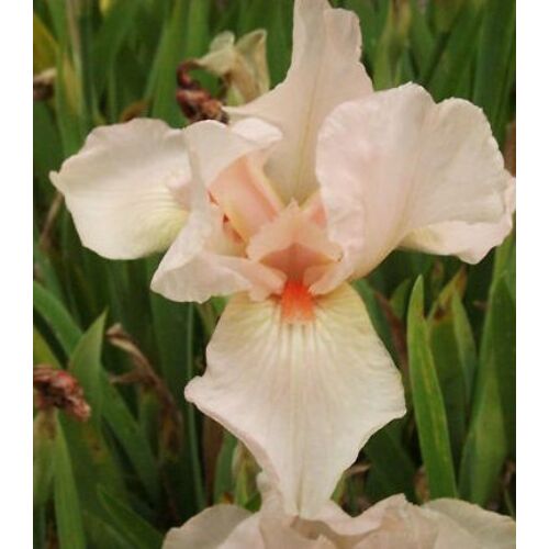 Nőszirom kerti halvány rózsaszín - Iris germanica 'Pink Empress' 20/30cm K14cm