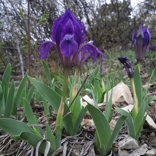 Iris pumila