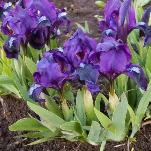 Nőszirom apró lila - Iris pumila 'Atroviolacea' 10/20cm K9x9cm