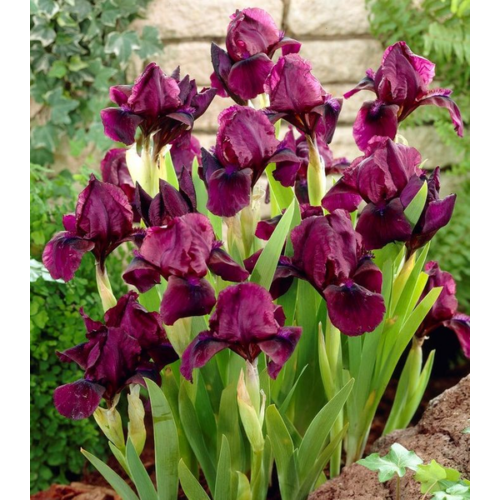 Iris pumila 'Pastel Charm'